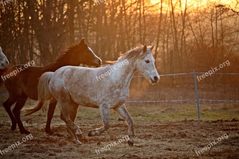 Horse Mold Evening Light Flock Thoroughbred Arabian