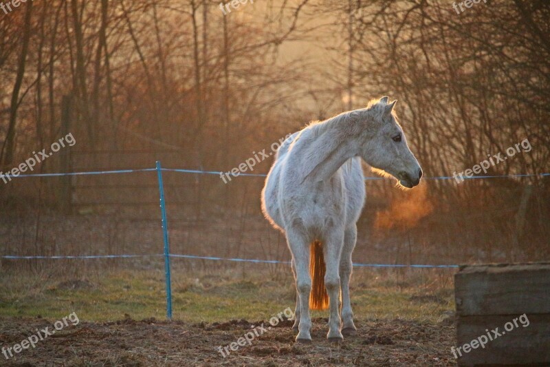 Horse Mold Pasture Afterglow Thoroughbred Arabian