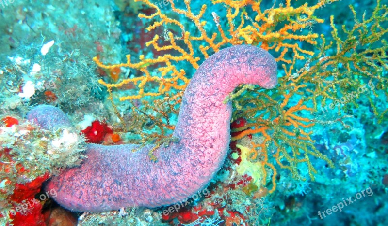 Sea Cucumber Cucumber Sea Fish Ocean