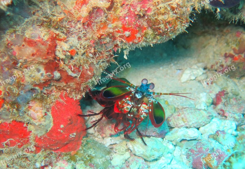 Mantis Shrimp Sea Prawn Crustacean