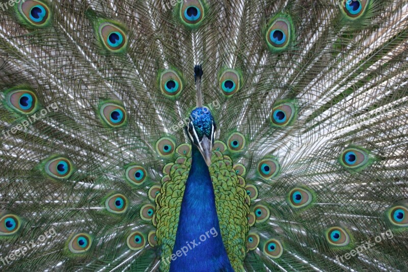 Peacock Blue Beat Rad Animal Bird Male Peacock