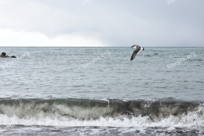 Animal Sea Beach Wave Sea Gull