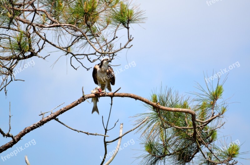 Osprey In The Wild Bird Osprey Wild Wildlife