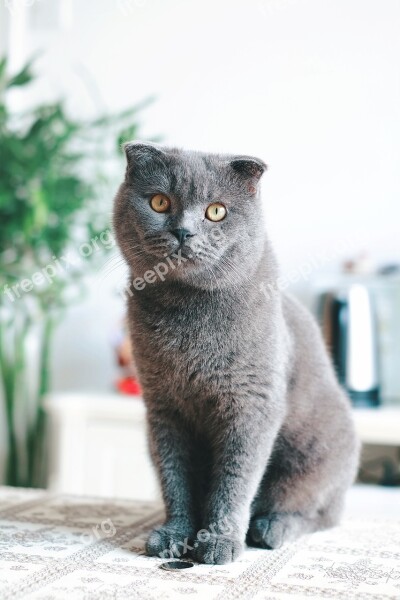 Cat British Short United Kingdom Shorthair Blue Cat Cats