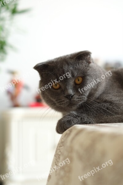 Cat British Short United Kingdom Shorthair Blue Cat Cats