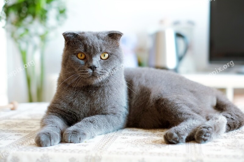 Cat British Short United Kingdom Shorthair Blue Cat Cats