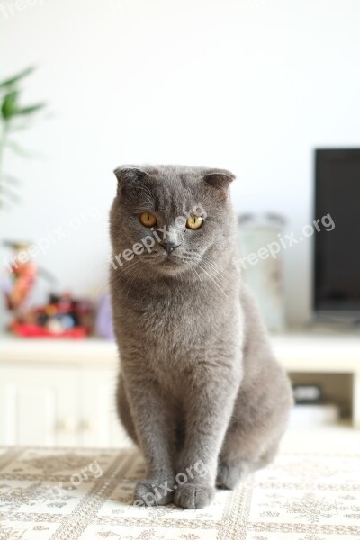 Cat British Short United Kingdom Shorthair Blue Cat Cats