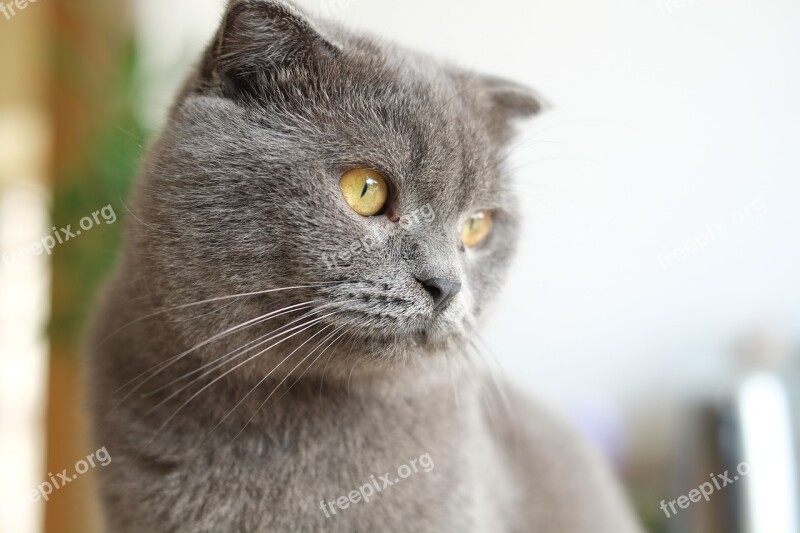 Cat British Short United Kingdom Shorthair Blue Cat Cats