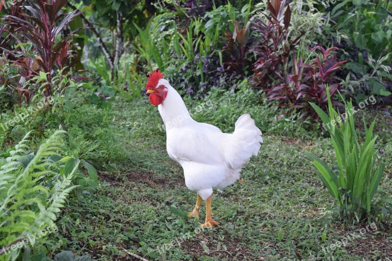 Chicken Hen Jungle Farm Animal