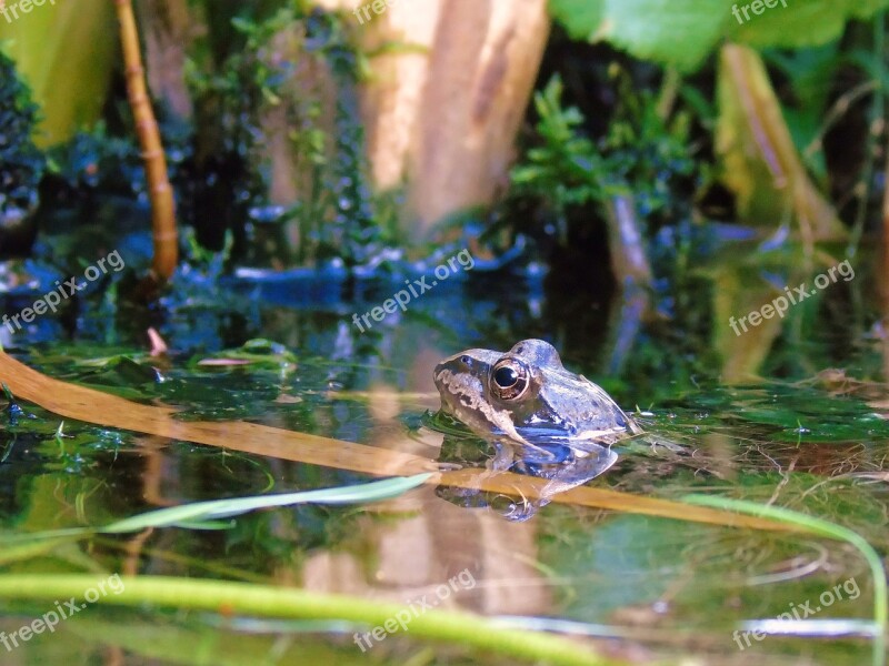 Frog Pond Frog Pond Amphibian Pools