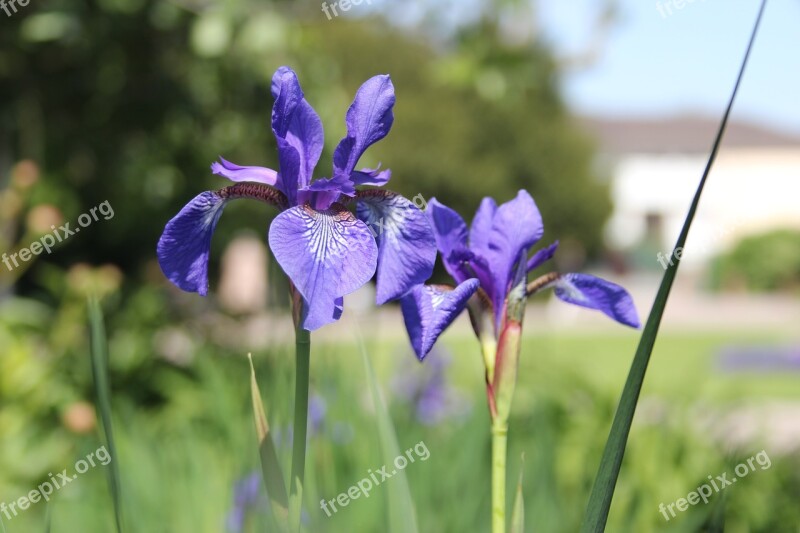 Iris Flowers Blue Strasbourg Park The Orangery