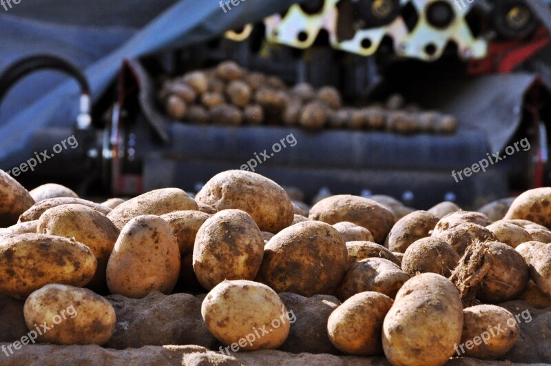 Potatoes Sorting Washing Vegetables Bulb Free Photos