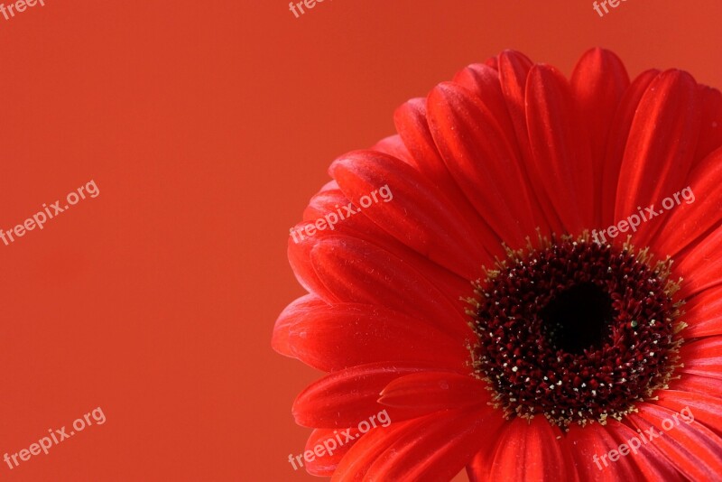 Flower Red Flower Gerbera Nature Red