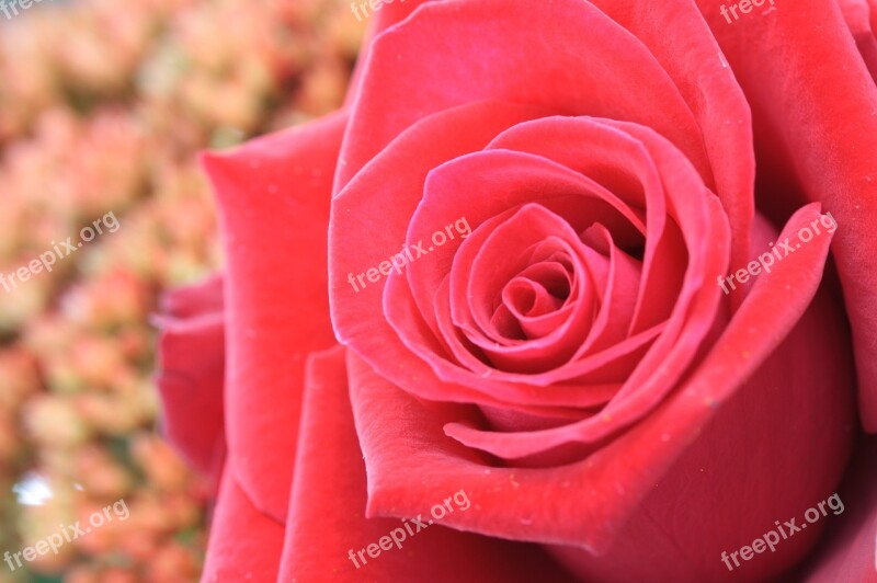 Flower Red Macro Red Rose Rose