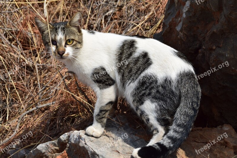 Cat Blind White Grey Animal