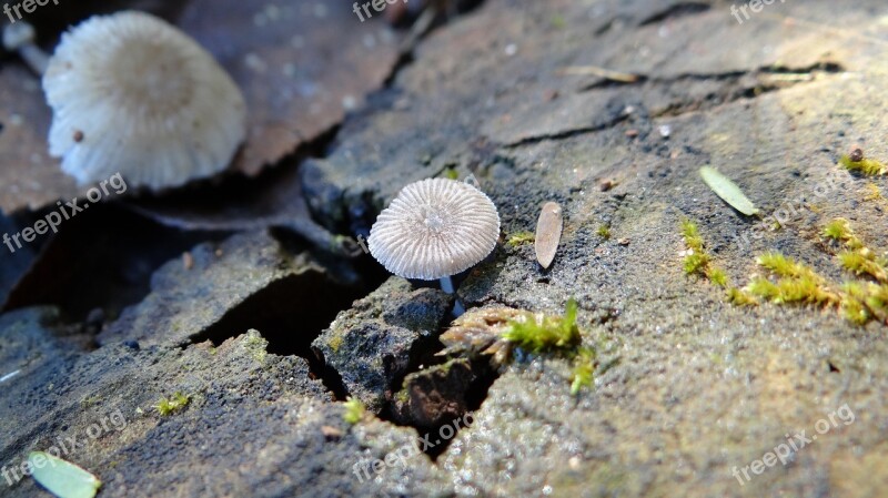 Mushroom Wabi-sabi Nature Rustic Adversity