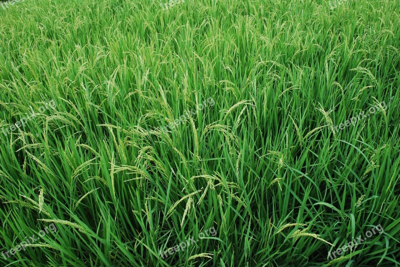 Rice Rice Plant Green Agriculture Food