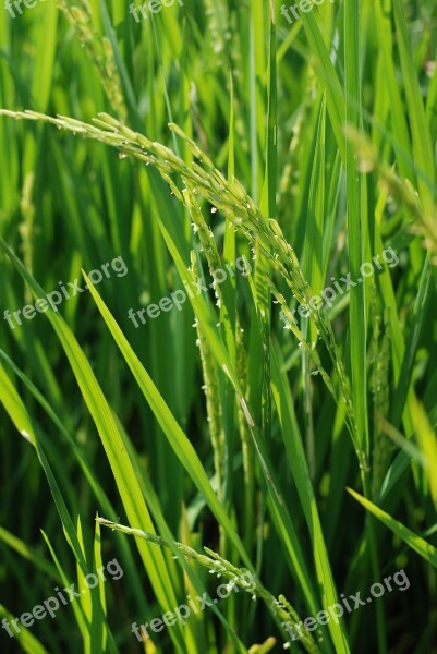 Rice Sheaves Of Rice Rice Plant Green Agriculture