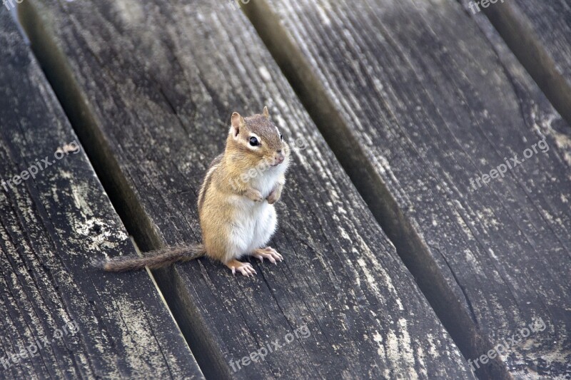 Chipmunk Animal Nature Wildlife Cute