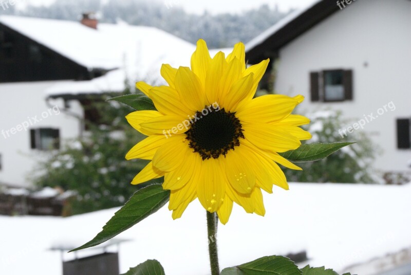 Sunflower Blossom Bloom Flower Yellow