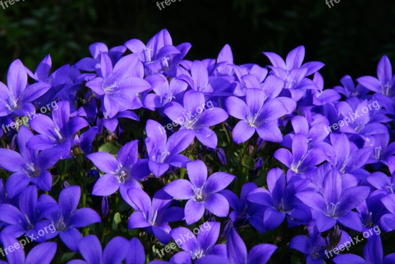 Bellflower Purple Summer Flower Flower Plant