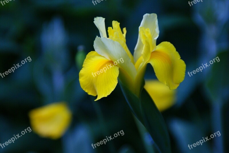 Iris Flower Yellow Blossom Bloom