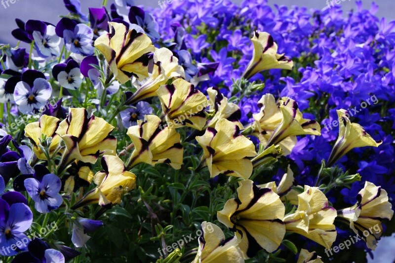 Surfinia Petunia Bellflower 400–500 Flower