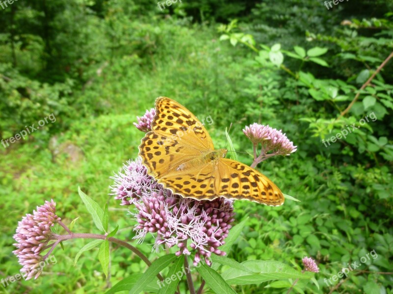 Butterfly Orange Flower Purple Insect