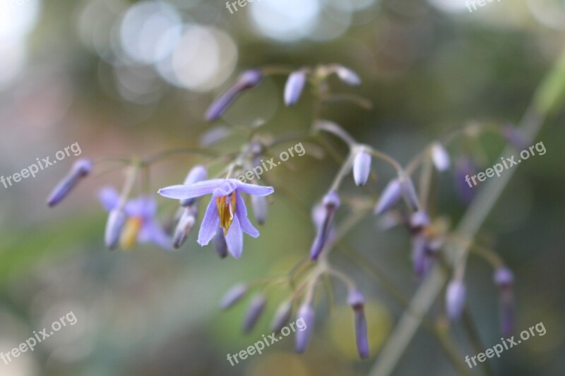 Flowers Purple Small Small Flower Close Up