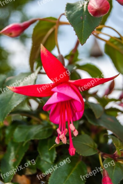 Red Green Blue Fuchsia Flower