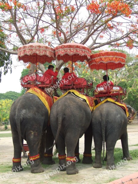 Elephant Thailand Pachyderm Asia Mahout