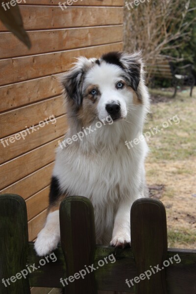 Dog Garden Fence Welcome Free Photos