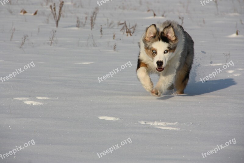 In The Snow Dogs Winter Free Photos