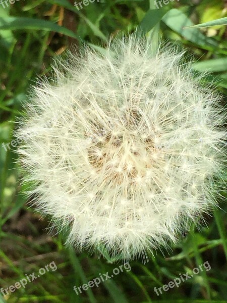 Fluff Dandelion Summer Free Photos