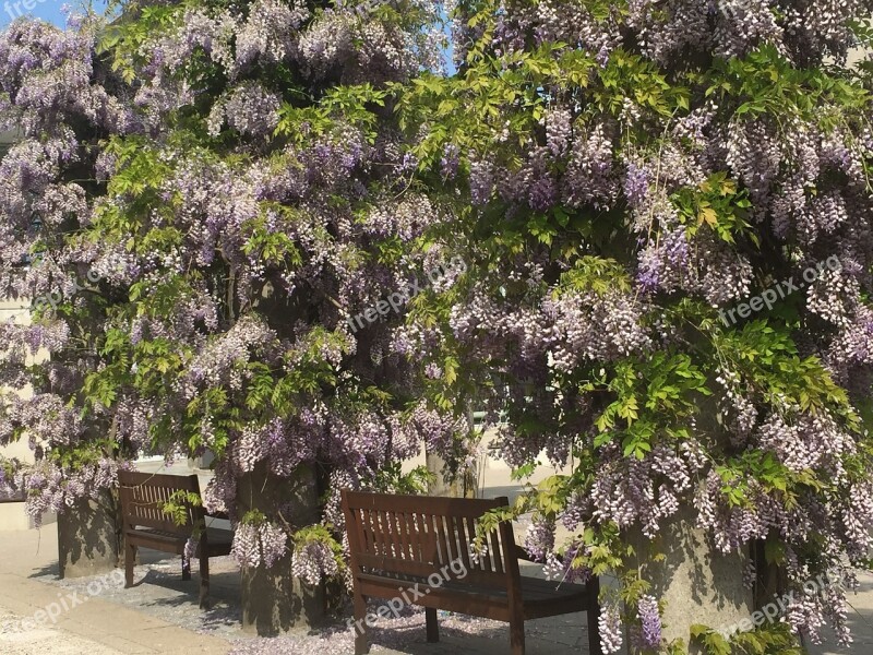 Dtu Ballerup Campus Wisteria Summer Bench Free Photos