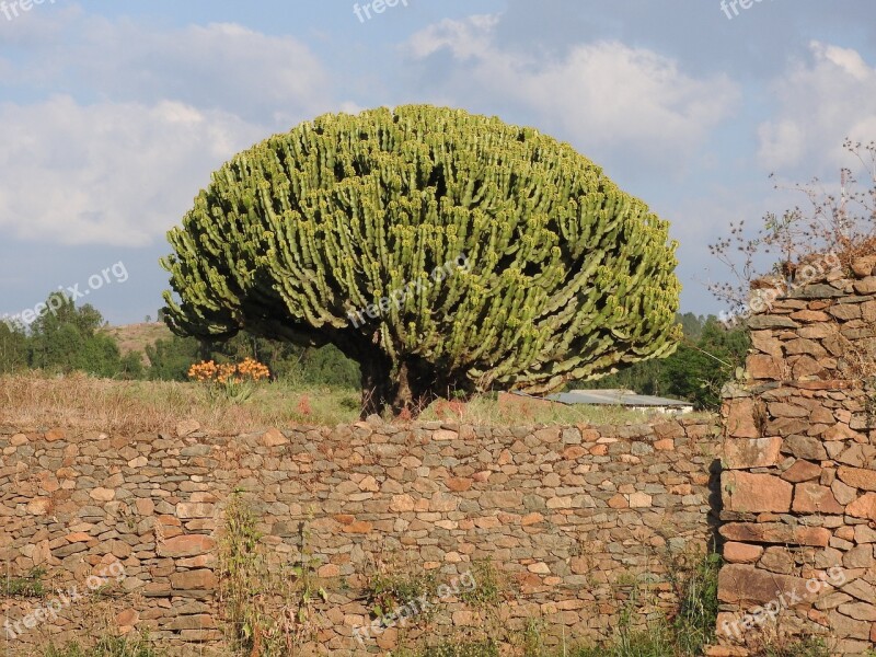 Axum Ethiopia Spurge Tree Free Photos