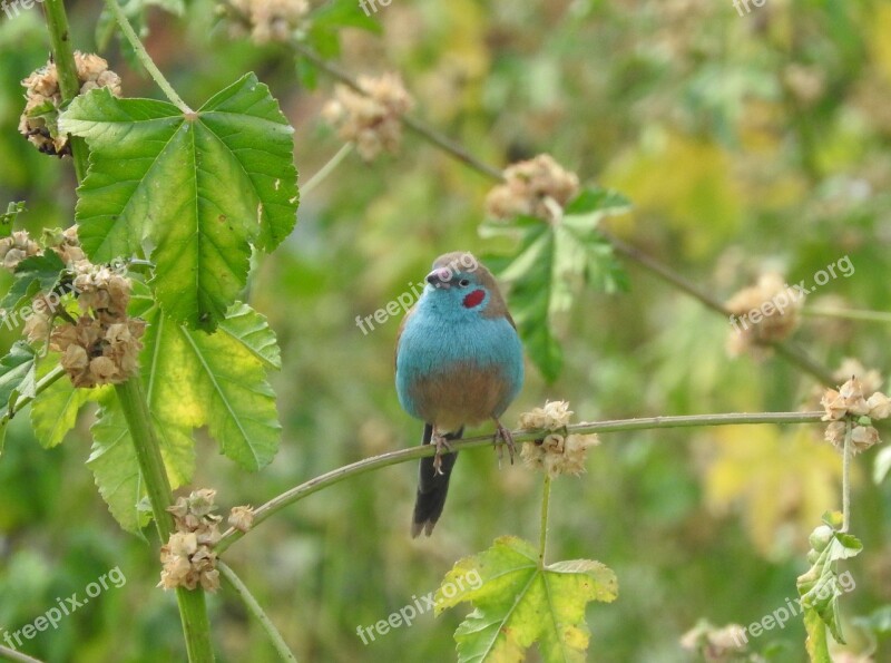 Bird Ethiopia Blue Free Photos