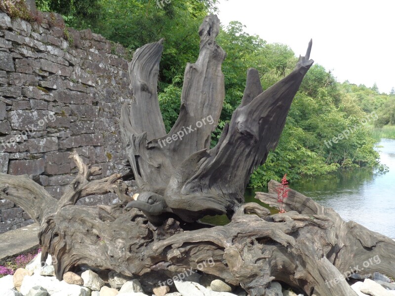 Nature Tree Roots Ireland Artwork Wood Bird