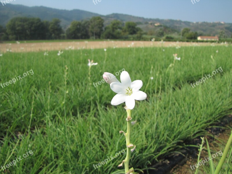 Flower Plant Tuberose Nature Botany