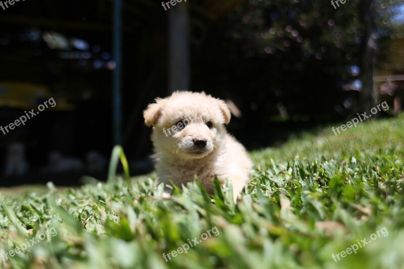 Dog Puppy Cute White Canine