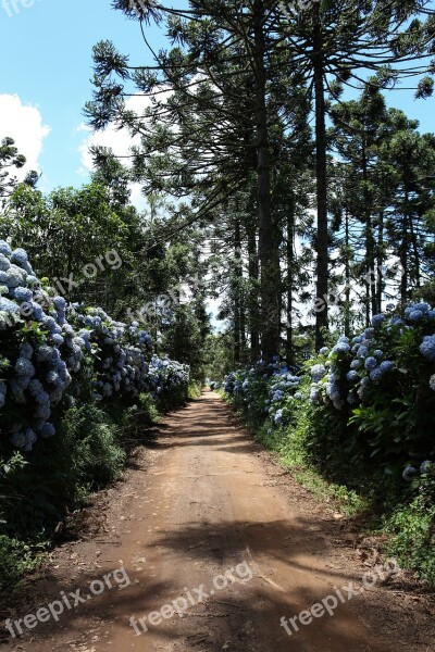 Trees Way Path Outdoor Nature