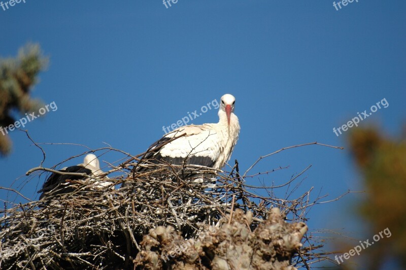 Stork Nest Bird Free Photos