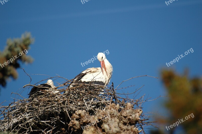 Stork Nest Bird Free Photos