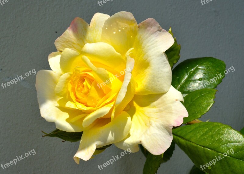 Ros Flower Roses Yellow Summer