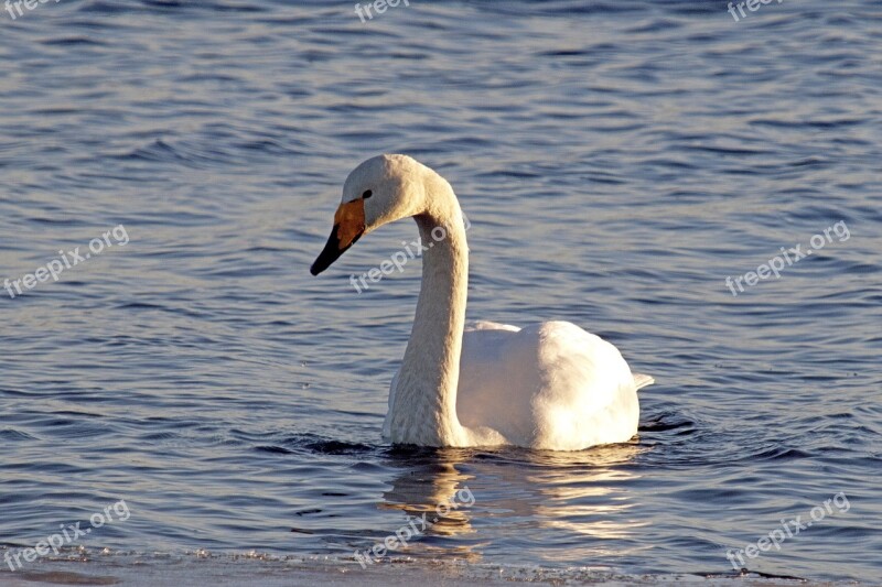 Swan Spring Lake Ice Water