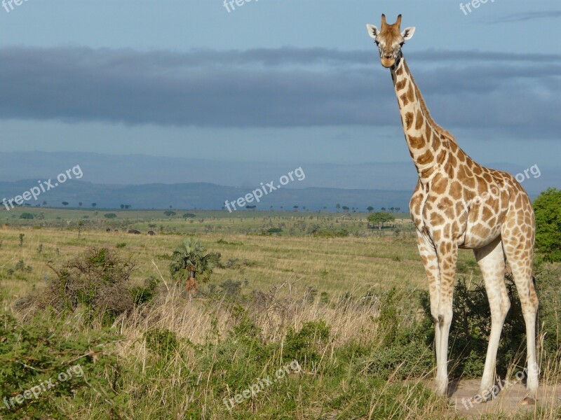 Giraffe Uganda Africa Wildlife Savannah