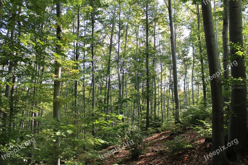 Forest Woodland Nature Landscape Tree