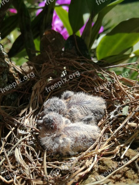 Birds Lovebirds Babys Free Photos