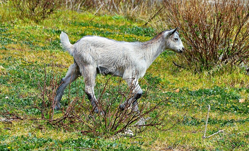 Goat Mallorca Free Running Island Free Photos