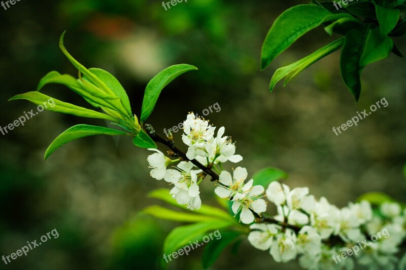 Flower Green Cheerful Nature Plum Tree